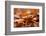 Agile frog sitting in autumn leaves, Upper Bavaria, Germany-Konrad Wothe-Framed Photographic Print