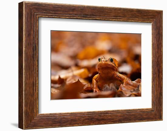 Agile frog sitting in autumn leaves, Upper Bavaria, Germany-Konrad Wothe-Framed Photographic Print