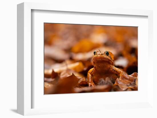 Agile frog sitting in autumn leaves, Upper Bavaria, Germany-Konrad Wothe-Framed Photographic Print