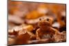 Agile frog sitting in autumn leaves, Upper Bavaria, Germany-Konrad Wothe-Mounted Photographic Print