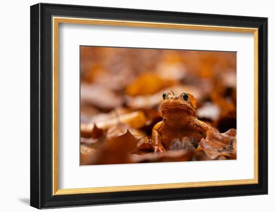 Agile frog sitting in autumn leaves, Upper Bavaria, Germany-Konrad Wothe-Framed Photographic Print