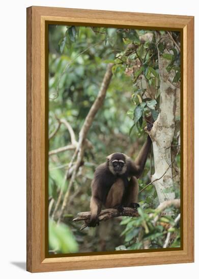 Agile Gibbon-DLILLC-Framed Premier Image Canvas