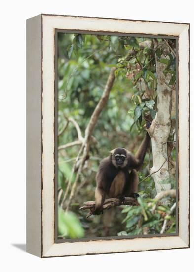 Agile Gibbon-DLILLC-Framed Premier Image Canvas