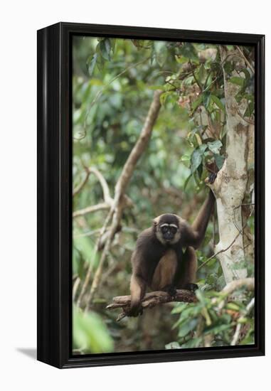 Agile Gibbon-DLILLC-Framed Premier Image Canvas