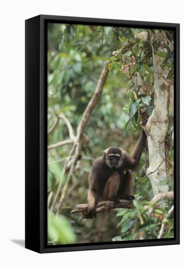 Agile Gibbon-DLILLC-Framed Premier Image Canvas