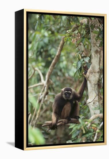 Agile Gibbon-DLILLC-Framed Premier Image Canvas