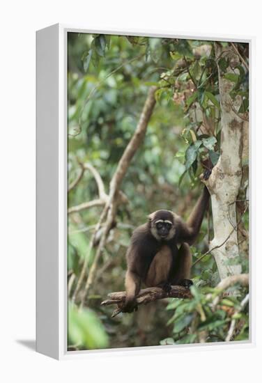 Agile Gibbon-DLILLC-Framed Premier Image Canvas