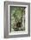 Agile Gibbon-DLILLC-Framed Photographic Print