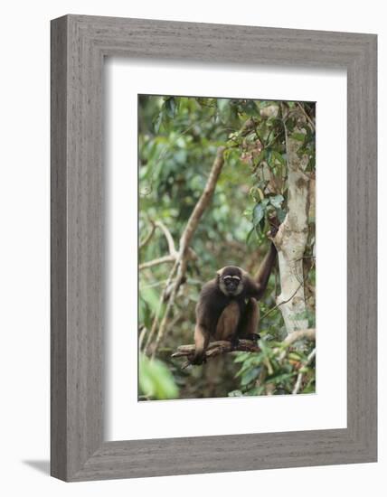 Agile Gibbon-DLILLC-Framed Photographic Print