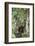 Agile Gibbon-DLILLC-Framed Photographic Print