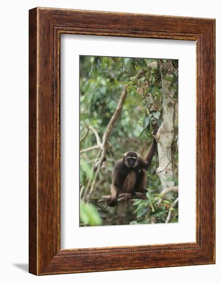 Agile Gibbon-DLILLC-Framed Photographic Print