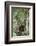 Agile Gibbon-DLILLC-Framed Photographic Print