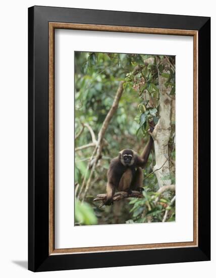 Agile Gibbon-DLILLC-Framed Photographic Print