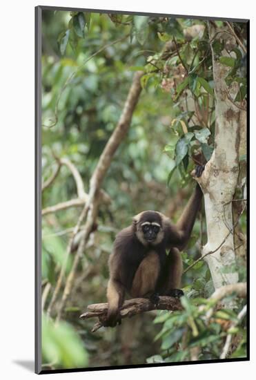 Agile Gibbon-DLILLC-Mounted Photographic Print