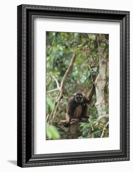 Agile Gibbon-DLILLC-Framed Photographic Print