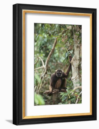 Agile Gibbon-DLILLC-Framed Photographic Print