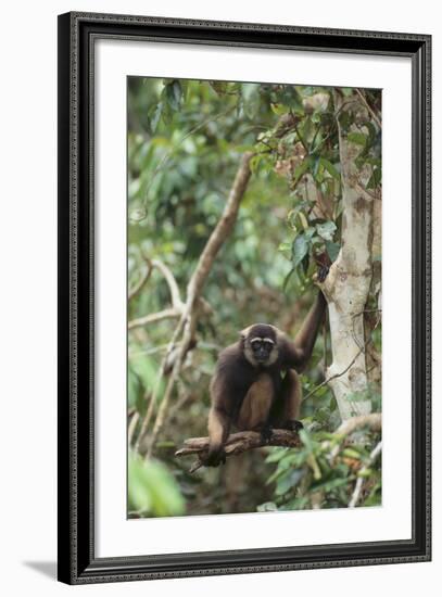 Agile Gibbon-DLILLC-Framed Photographic Print