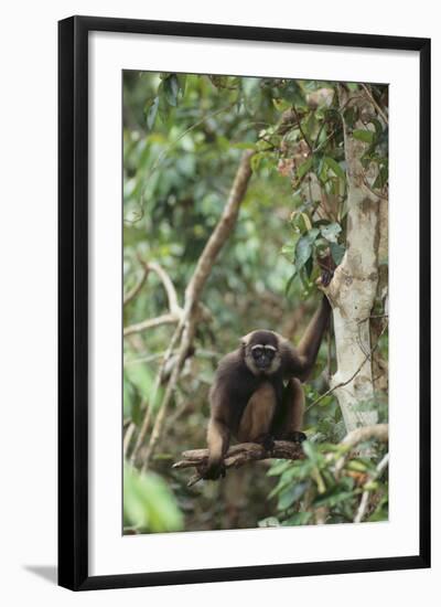 Agile Gibbon-DLILLC-Framed Photographic Print