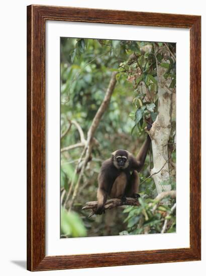 Agile Gibbon-DLILLC-Framed Photographic Print