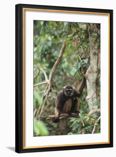 Agile Gibbon-DLILLC-Framed Photographic Print