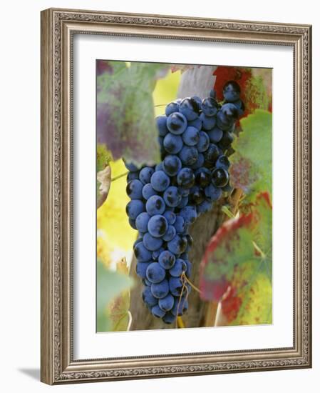 Aglianico Grapes (Grown in Campania and Basilicata)-Hans-peter Siffert-Framed Photographic Print