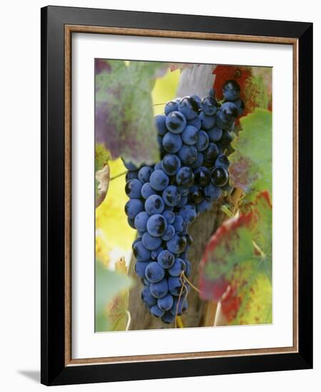 Aglianico Grapes (Grown in Campania and Basilicata)-Hans-peter Siffert-Framed Photographic Print