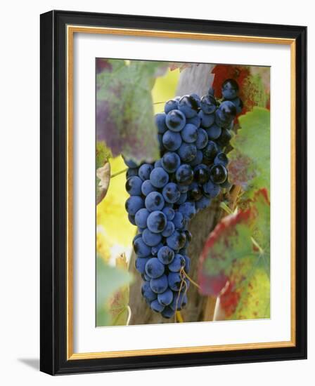 Aglianico Grapes (Grown in Campania and Basilicata)-Hans-peter Siffert-Framed Photographic Print