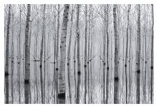 Trees-Aglioni Simone-Photographic Print