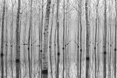 Trees-Aglioni Simone-Framed Photographic Print