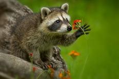 Raccoon in Minnesota under Controlled Conditions Agnieszka Bacal.-Agnieszka Bacal-Premier Image Canvas
