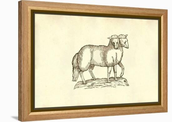 Agnus Biceps-Ulisse Aldrovandi-Framed Stretched Canvas