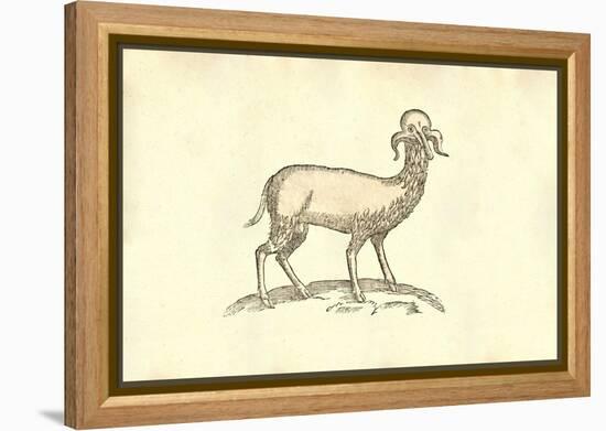 Agnus Capite Monstrifico-Ulisse Aldrovandi-Framed Stretched Canvas