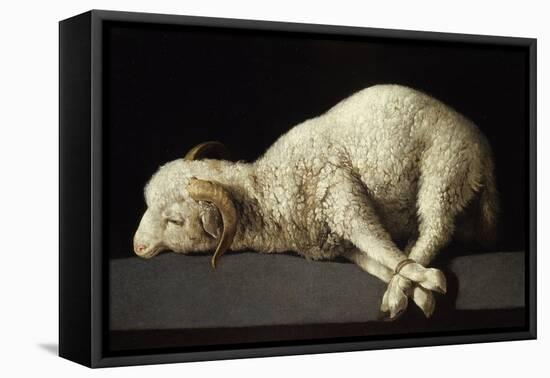 Agnus Dei, 1635-1640-Francisco de Zurbarán-Framed Premier Image Canvas