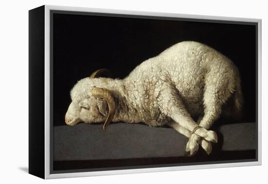 Agnus Dei, 1635-1640-Francisco de Zurbarán-Framed Premier Image Canvas