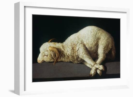 Agnus Dei (Lamb of God)-Francisco de Zurbarán-Framed Giclee Print