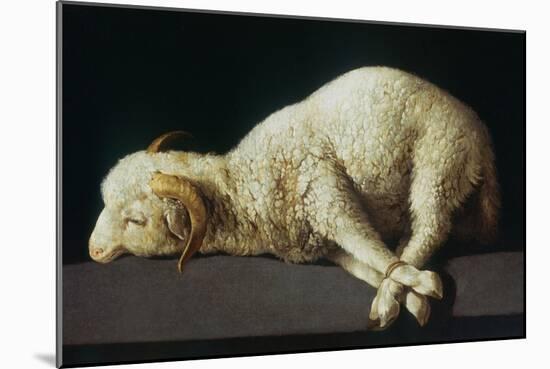Agnus Dei (Lamb of God)-Francisco de Zurbarán-Mounted Giclee Print