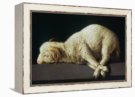 Agnus Dei (Lamb of God)-Francisco de Zurbarán-Framed Premier Image Canvas