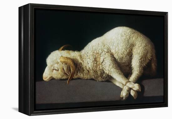 Agnus Dei (Lamb of God)-Francisco de Zurbarán-Framed Premier Image Canvas