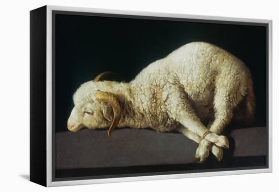 Agnus Dei (Lamb of God)-Francisco de Zurbarán-Framed Premier Image Canvas