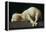 Agnus Dei (Lamb of God)-Francisco de Zurbarán-Framed Premier Image Canvas