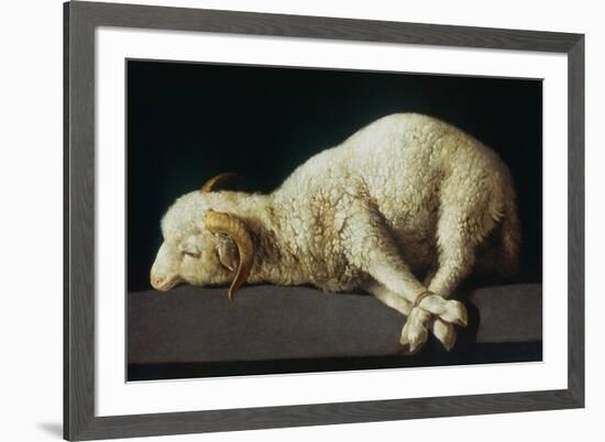 Agnus Dei (Lamb of God)-Francisco de Zurbarán-Framed Giclee Print