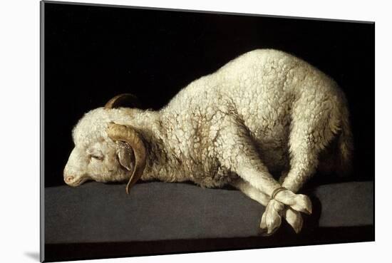 Agnus Dei (The Lamb of God), 1635-1640-Francisco de Zurbaran-Mounted Giclee Print