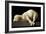 Agnus Dei (The Lamb of God), 1635-1640-Francisco de Zurbaran-Framed Giclee Print