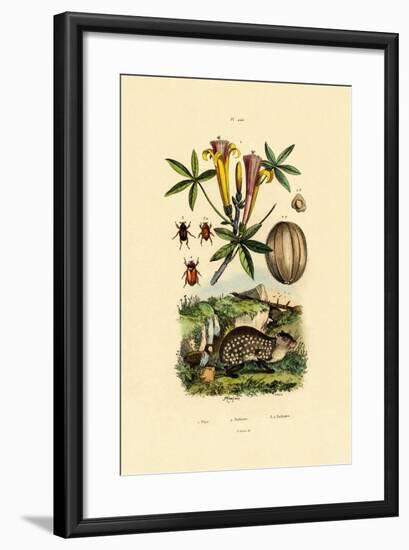 Agouti, 1833-39-null-Framed Giclee Print