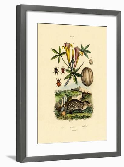 Agouti, 1833-39-null-Framed Giclee Print