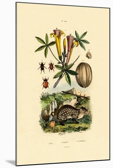 Agouti, 1833-39-null-Mounted Giclee Print