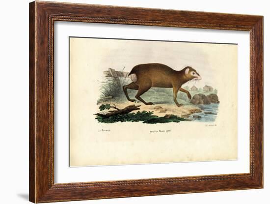 Agouti, 1863-79-Raimundo Petraroja-Framed Giclee Print