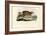 Agouti, 1863-79-Raimundo Petraroja-Framed Giclee Print