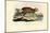 Agouti, 1863-79-Raimundo Petraroja-Mounted Giclee Print