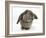 Agouti Lop Rabbit-Mark Taylor-Framed Photographic Print